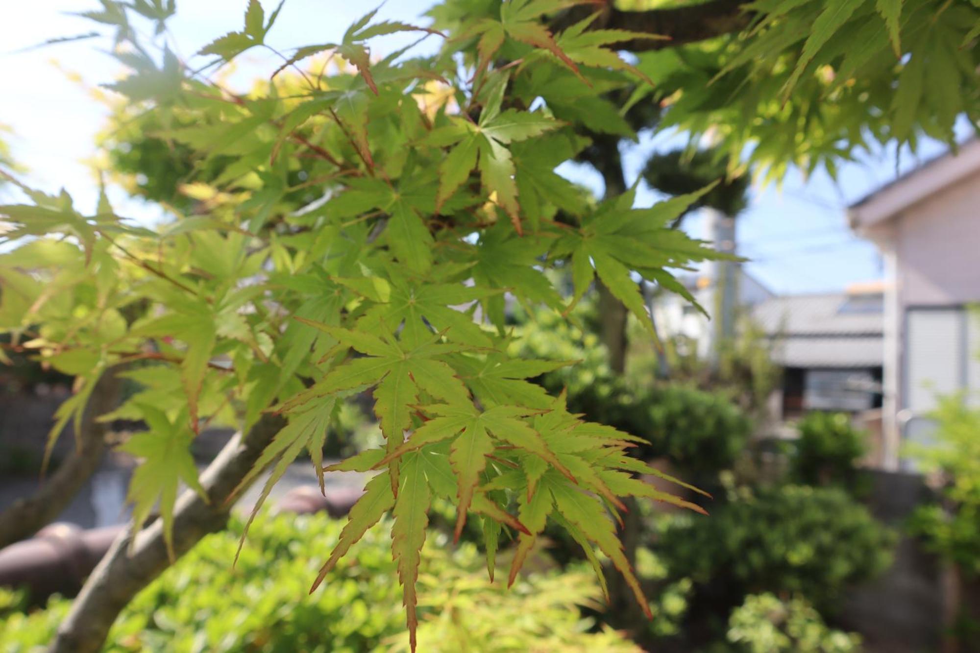 立花荘 Villa Matsuyama  Exterior photo